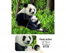 Diamond painting Panda mom DE7131 thumbnail